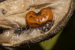 Oxycarenus luctuosus