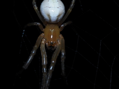 Deliochus idoneus