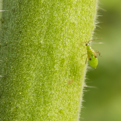 Nesidiocoris