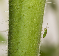 Nesidiocoris