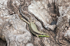 Phoenicolacerta laevis