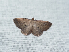 Chrysolarentia microcyma