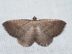 Chrysolarentia microcyma