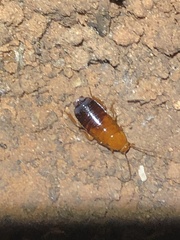 Parcoblatta desertae