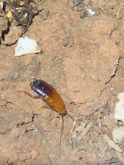 Parcoblatta desertae