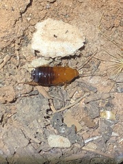 Parcoblatta desertae