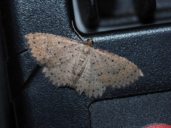 Chrysolarentia microcyma