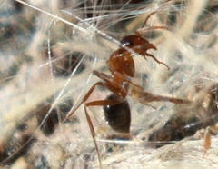 Formica manni