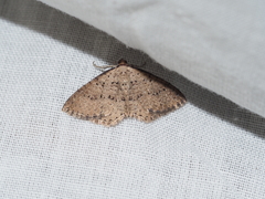 Chrysolarentia microcyma