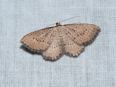 Chrysolarentia microcyma