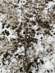 Hieracium umbellatum