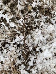 Hieracium umbellatum