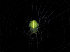 Araneus psittacinus