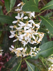 Olearia viscosa