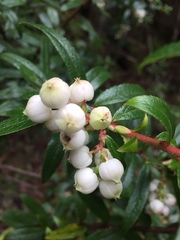Gaultheria hispida