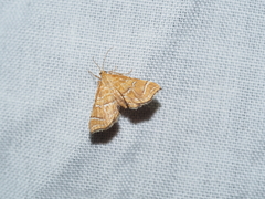 Musotima ochropteralis
