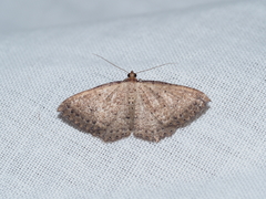 Chrysolarentia microcyma