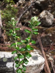 Pimelea nivea