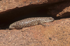 Egernia stokesii zellingi