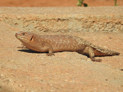 Egernia stokesii