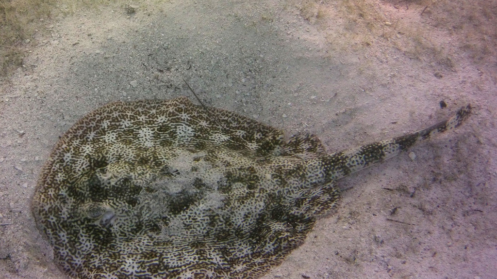 Yellow stingray on pale sand, its mottled brown and green back blending with the seabed