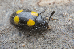 Episcapha xanthopustulata