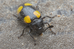 Episcapha xanthopustulata