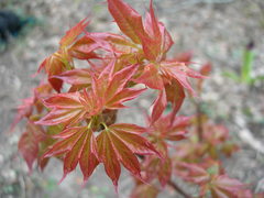 Acer laetum
