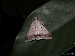Pandesma quenavadi