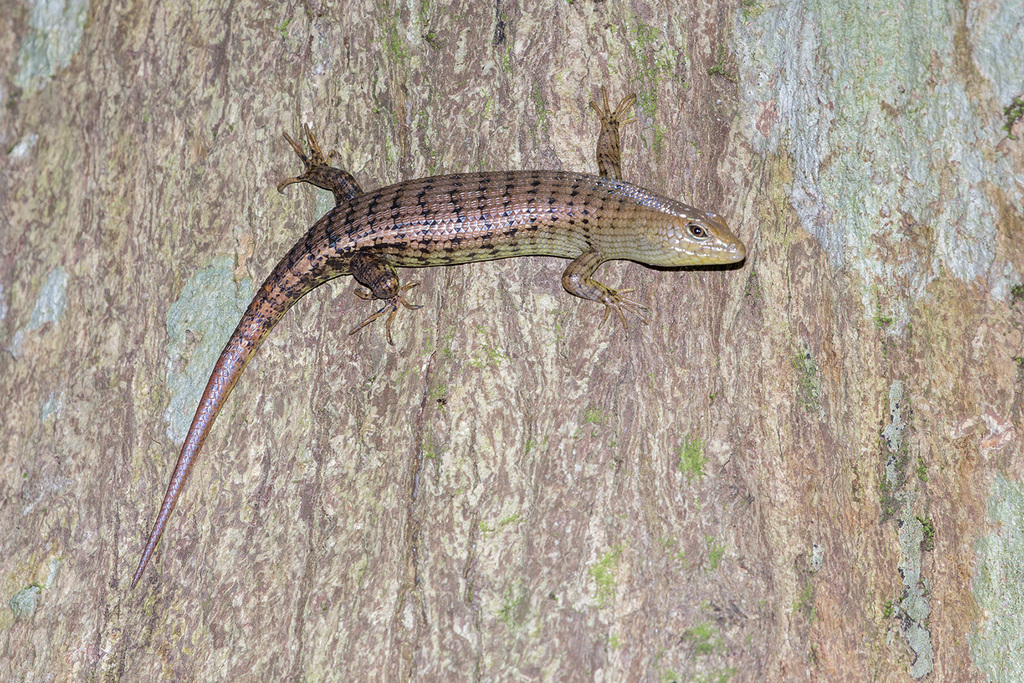 Big Tree Skink