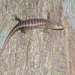 Big Tree Skink - Photo (c) budak, some rights reserved (CC BY-NC), uploaded by budak