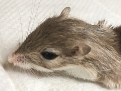 Chaetodipus penicillatus