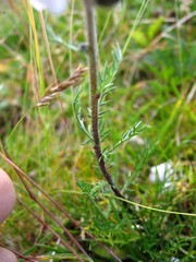 Achillea atrata