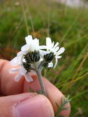 Achillea atrata