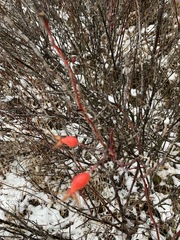 Rosa acicularis