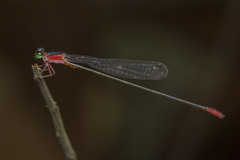 Teinobasis ruficollis