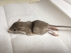 Chaetodipus penicillatus