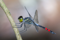 Agrionoptera sexlineata