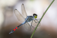 Agrionoptera sexlineata