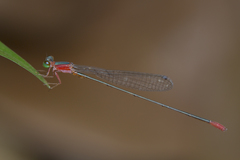 Teinobasis ruficollis