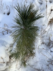 Pinus sibirica