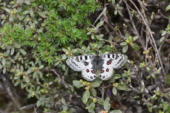 Parnassius orleans