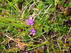Gentianella anisodonta
