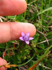 Gentianella anisodonta