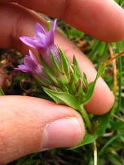 Gentianella anisodonta