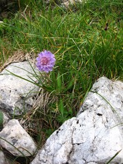 Scabiosa lucida lucida