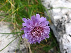 Scabiosa lucida lucida