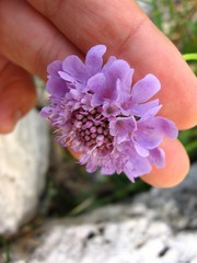 Scabiosa lucida lucida