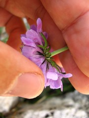Scabiosa lucida lucida