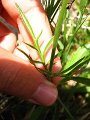 Scabiosa lucida lucida